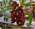 Catasetum Taiwan Yellow Diamond